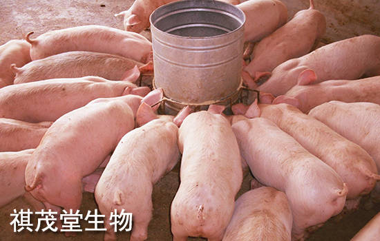 对抗“非瘟”，他决定返乡当“猪倌”