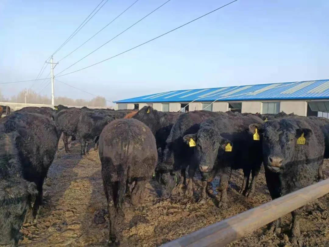 “三到村三到户”项目资金发展肉羊养殖