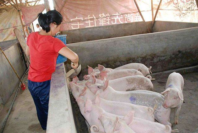 养猪贷款又能贷多少钱呢？养猪款怎么贷呢？